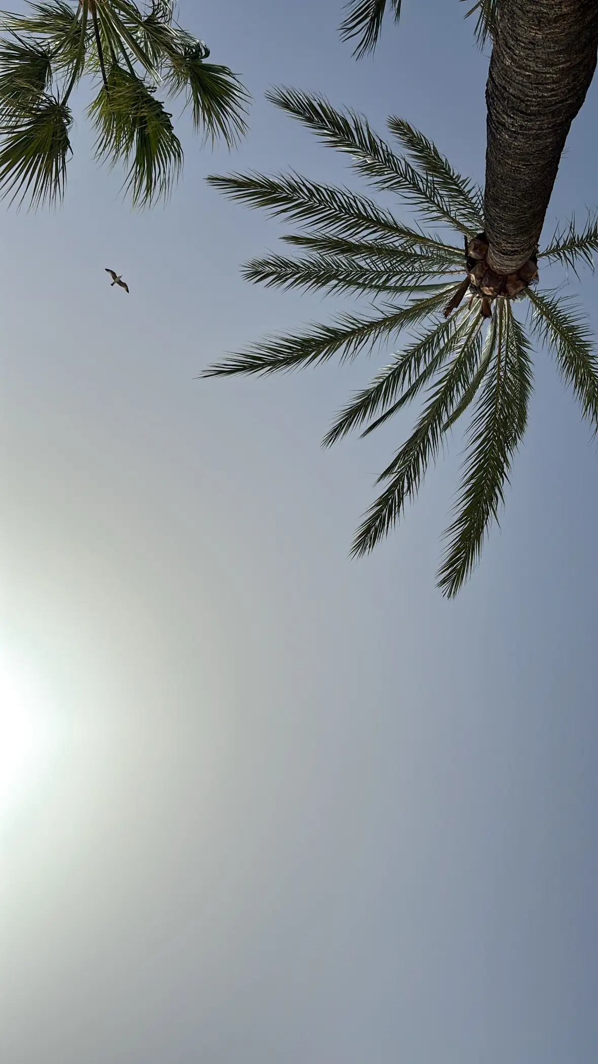 Blue sky with a bright sun and two palm trees
